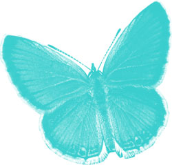 butterfly